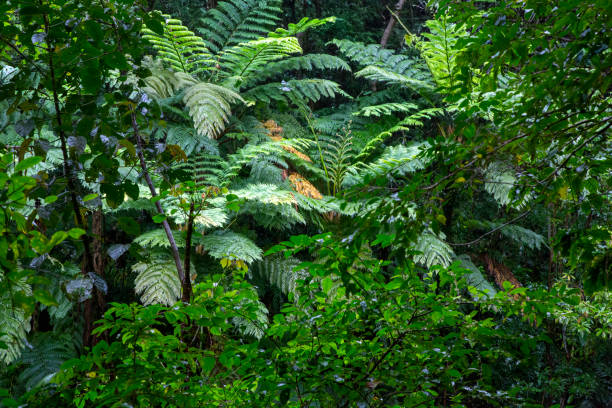 istock The nature of Amami Oshima is creative 2205001094