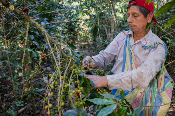 istock Peruvian man collecting coffee cherries, Umasbamba, Peru 2205001101