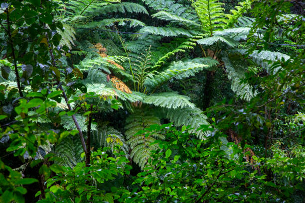 istock The nature of Amami Oshima is creative 2205001106