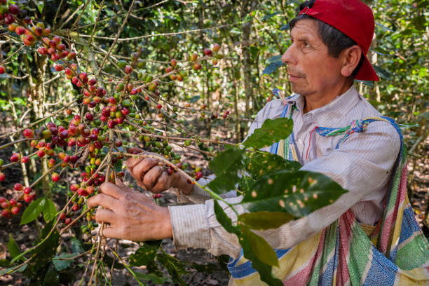 istock Peruvian man collecting coffee cherries, Umasbamba, Peru 2205001124