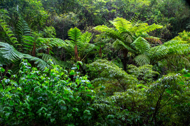istock The nature of Amami Oshima is creative 2205001129