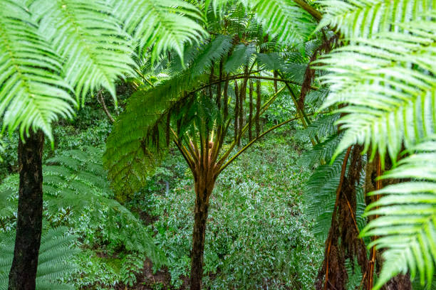 istock The nature of Amami Oshima is creative 2205002023