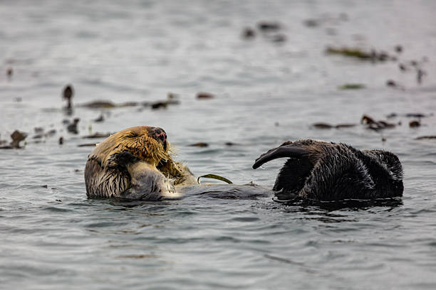 istock Sea Otter at Rest in Morro Bay 2205003484