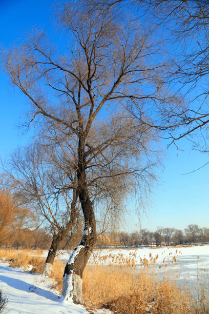 Natural scenery of China in winter