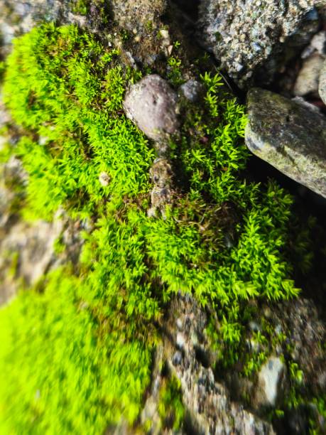 istock Moss is a division of plants that live on land 2205004300