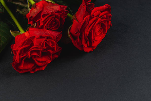 istock Vibrant red roses arranged elegantly on dark background 2205004648