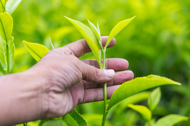 istock Hand picking fresh tea leaves from plantation 2205006172