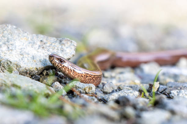 Snake (Anguis fragilis) crawling on a stone path in the forest, close up view.