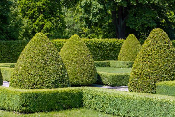 istock Summer park with decoratively cut trees and hedges 2205006753