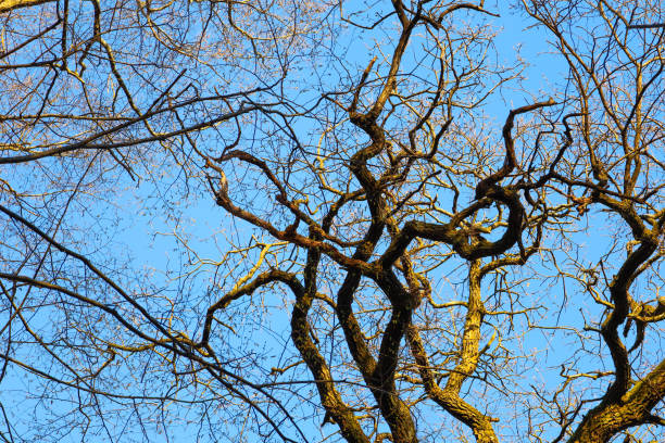 The branches are thin and intertwined, creating a whimsical silhouette. Small buds are visible on some branches, indicating the approach of spring.