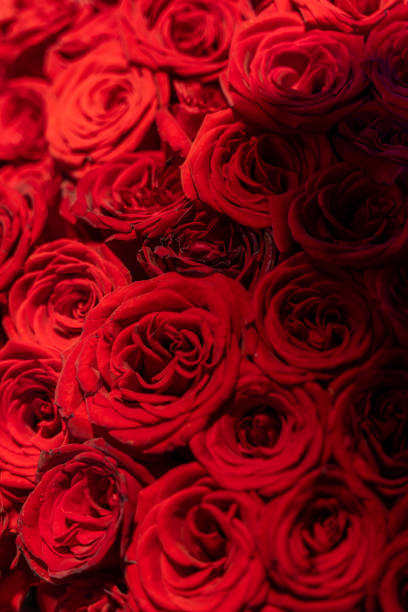 Close up of red rose blossoms in low light environment