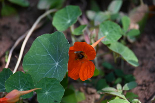 Tropaeolum majus, or garden nasturtium, is a vibrant, edible flowering plant attracting honey bees with its bright orange, red, or yellow blooms rich in nectar.