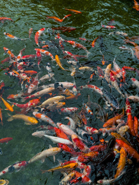 istock Colorful Koi Fish in a Tranquil Pond 2205010569
