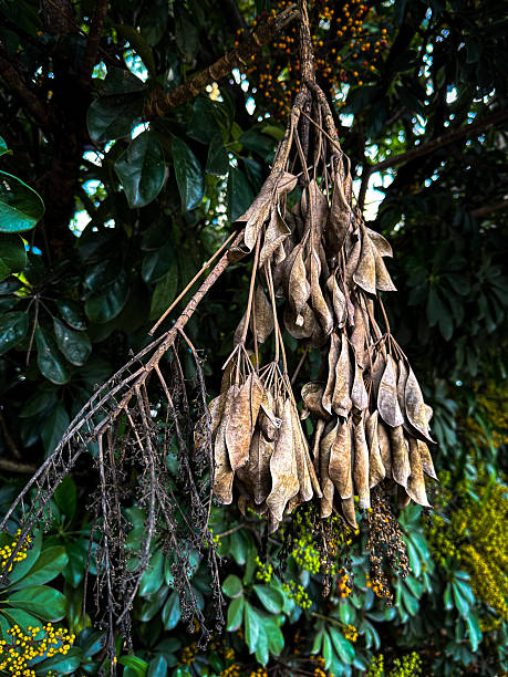 istock Dry Leaves Hanging from Tree Branch 2205010580