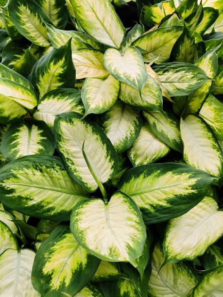 istock Dieffenbachia seguine 2205015156