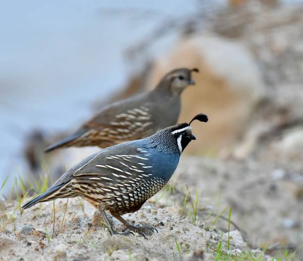 istock Mated Pair of Beautiful California Quails 2205016000