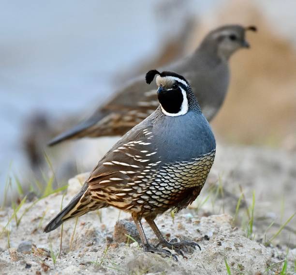 istock Mated Pair of Beautiful California Quails 2205016014
