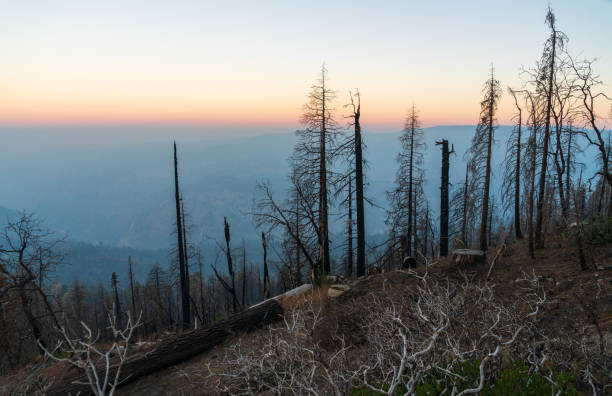 Fire Damage to forest at Yosemite National Park