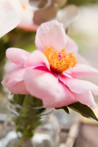 istock Soft Salmon Saucer peonies 2205019370