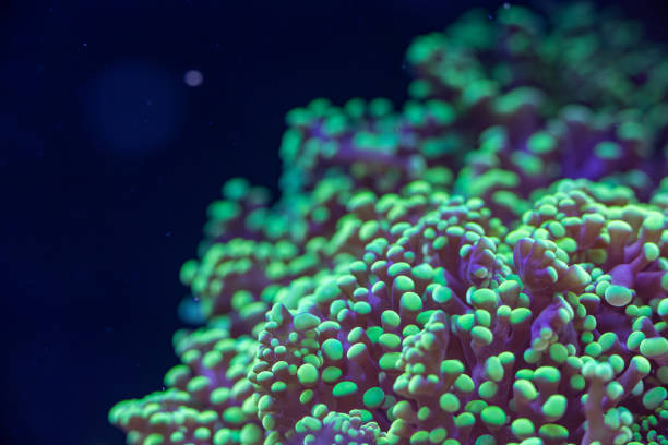 istock Vibrant Coral Close-Up in Ocean 2205019409