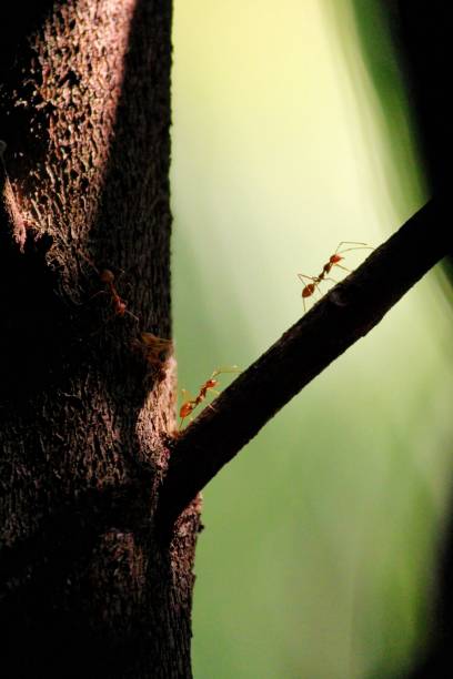 Beautiful close up shot of Red Fire Ants