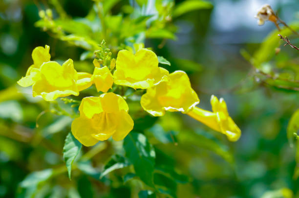 istock Trumpet vine, Yellow, Yellow bell or Yellow elder 2205019691