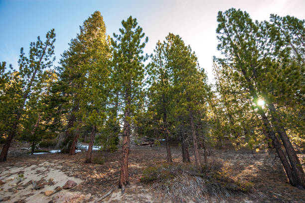 istock Towering Pines at Lassen Volcanic National Park 2205021334