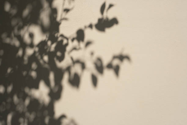 istock Part of a beige wall with shadows from a nearby tree 2205021788
