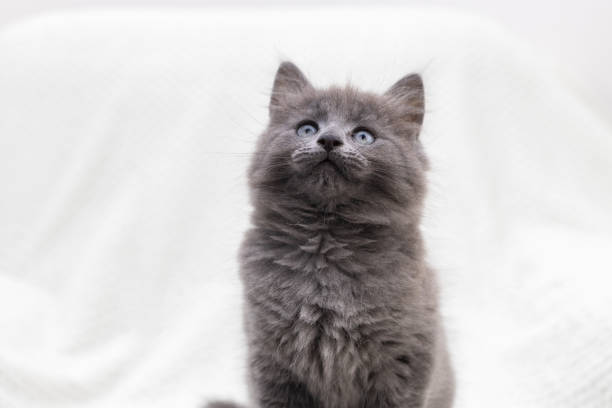 istock Gray kitten sits on a white blanket and looks at the camera 2205021865