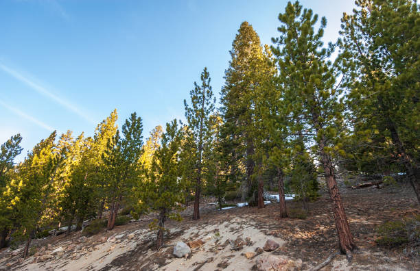 istock Towering Pines at Lassen Volcanic National Park 2205022468