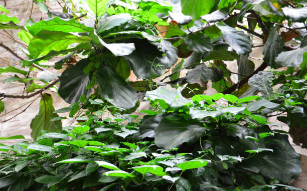 istock Lush green foliage and leaves in natural light 2205023035