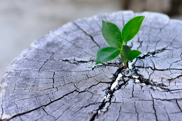 istock Young plants try to regenerate on dead stump. Recovery, Concept requires resilience, adaptability, and patience. embracing change, and taking consistent steps forward. 2205023351