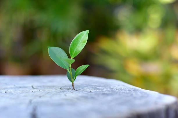 istock Young plants try to regenerate on dead stump. Recovery, Concept requires resilience, adaptability, and patience. embracing change, and taking consistent steps forward. 2205023354