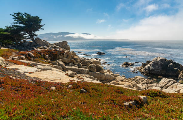 istock 17 Mile Drive Beach and Brush 2205024951