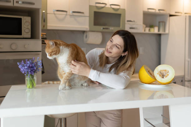 The yellow cat sitting on the kitchen counter , and the woman is looking at it.