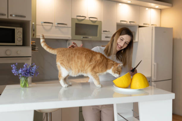 istock Woman cutting melon with her cat on bar table at home 2205025103