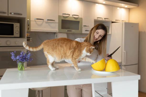 istock Woman cutting melon with her cat on bar table at home 2205025105