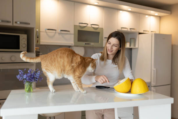 istock Woman cutting melon with her cat on bar table at home 2205025112