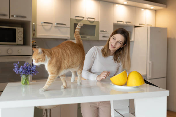 istock The cat jumped onto the bar table while its owner was cutting up a melon. 2205025115