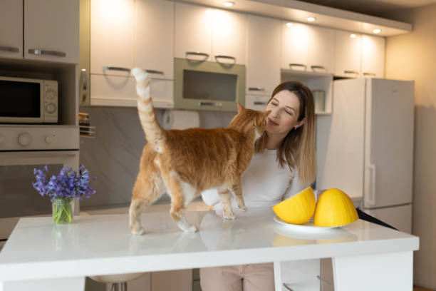 istock A cat standing on a bar table and sniffing its owner. 2205025121