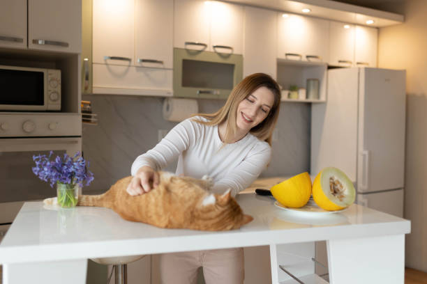 istock A cat lies on the bar table while a woman cuts a melon in the kitchen. 2205025126