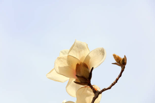 magnolia