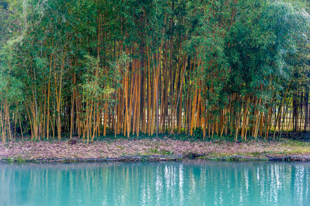 Tall bamboo stalks stand near a calm blue pond, reflecting the greenery around. The peaceful atmosphere invites relaxation and contemplation.