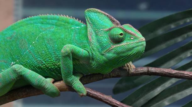 istock Chameleon resting on a branch close up 2205026879