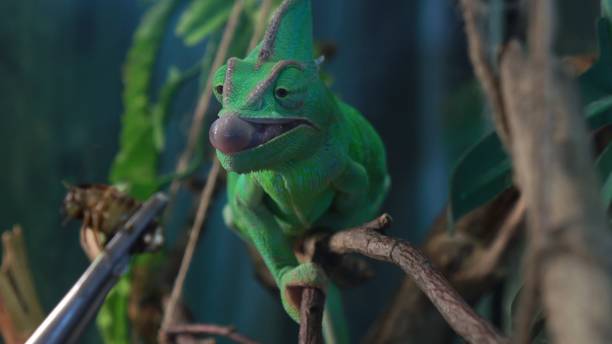 istock Chameleon preparing to catch an insect with its tongue 2205027184
