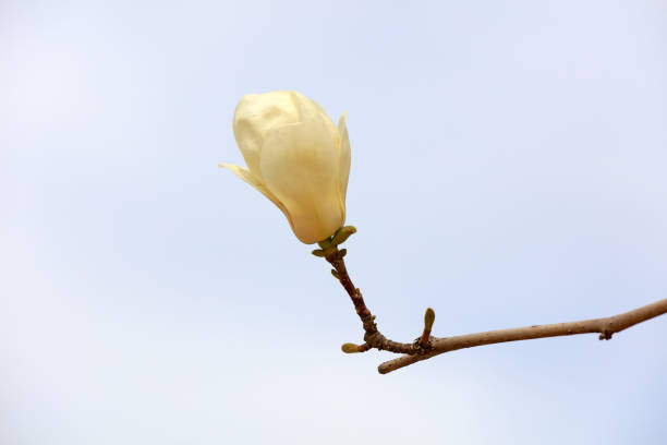 Magnolia flowers in the wild