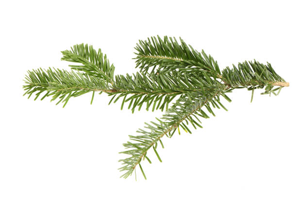 istock Spruce branch isolated on white background. High resolution photo. 2205028801