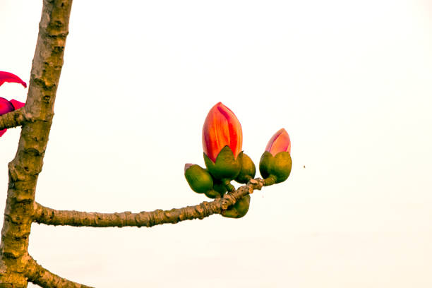 A close-up view of the vibrant red blossoms of Bombax ceiba, also known as the Silk Cotton Tree, captured during the spring season.