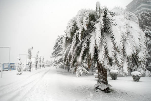 Palm tree in snowfall in unusually cold weather in tropical climate