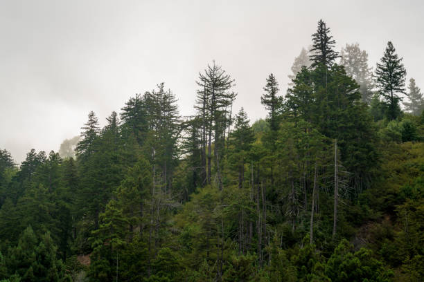 Big Sur's Forested Landscape, California